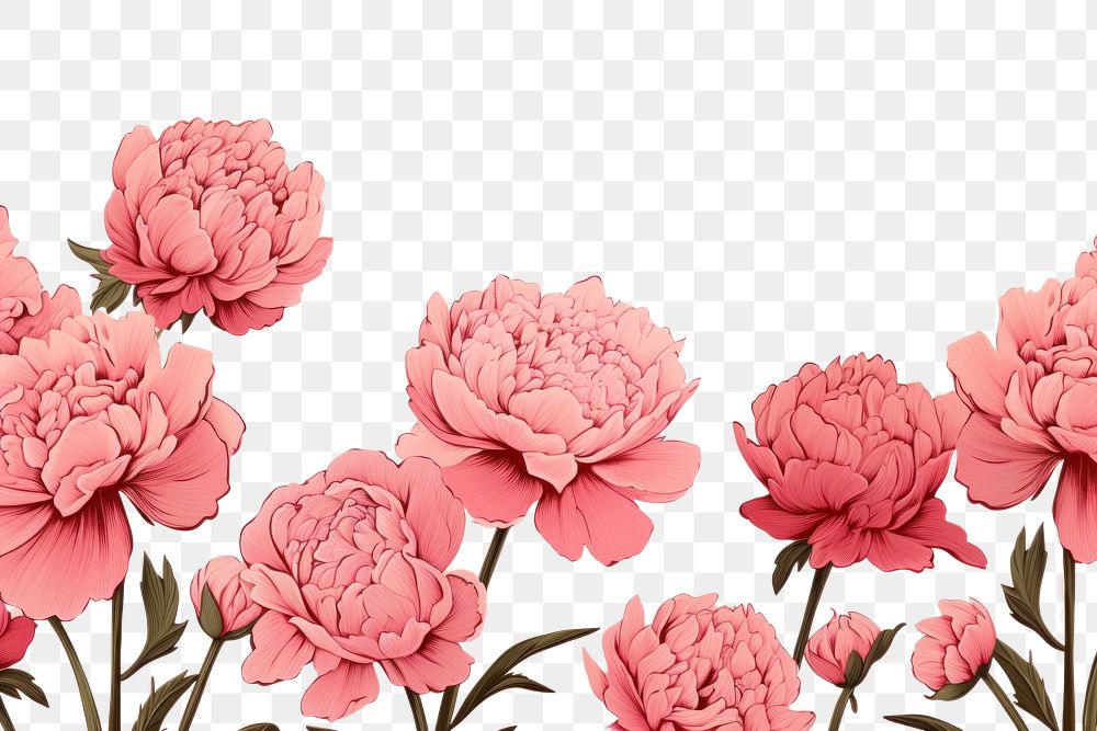 PNG Peony flowers backgrounds petal plant. AI generated Image by rawpixel.