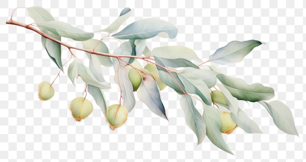 PNG  Eucalyptus oil plant leaf tree. AI generated Image by rawpixel.