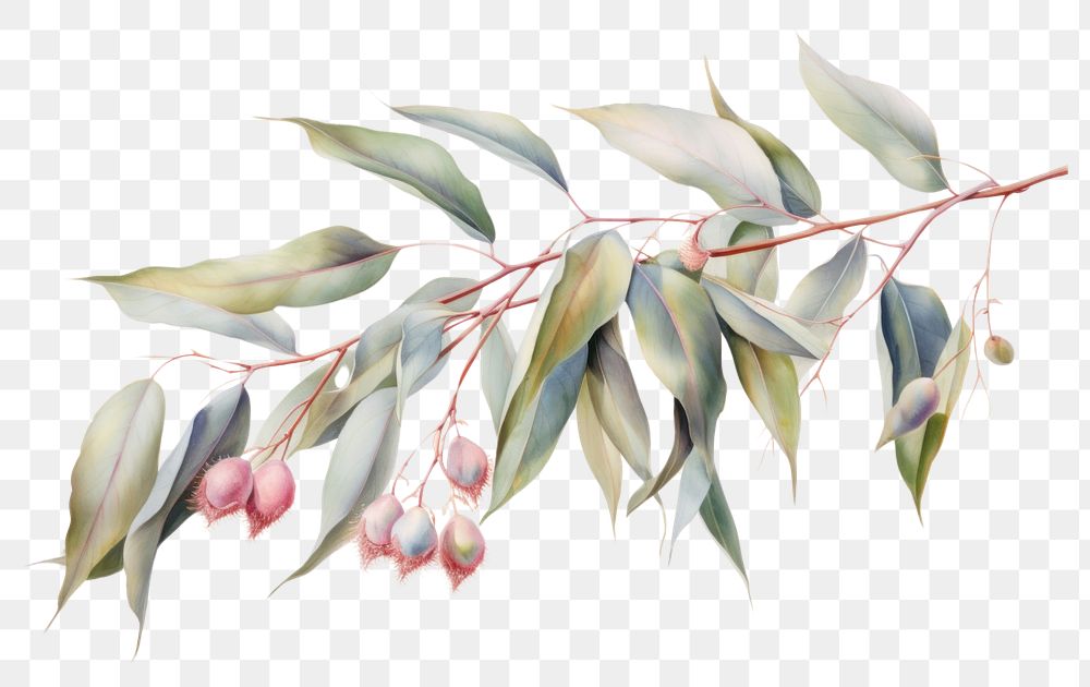 PNG  Eucalyptus oil drawing painting sketch