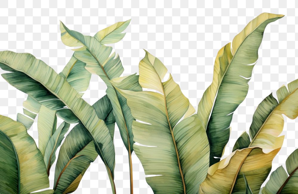 PNG Banana leaves nature plant leaf. AI generated Image by rawpixel.