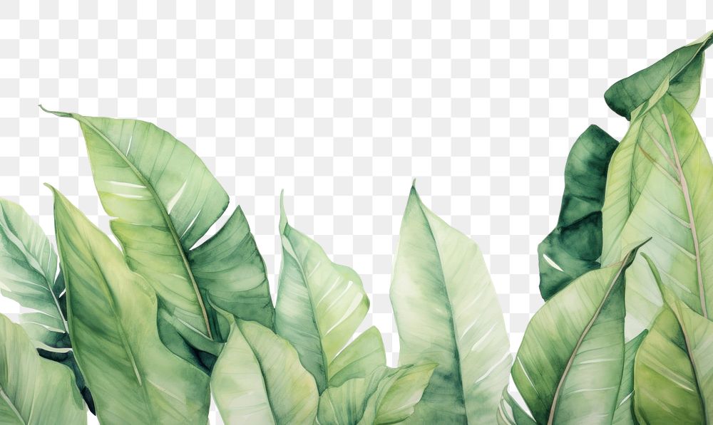 PNG Banana leaves nature plant green. AI generated Image by rawpixel.