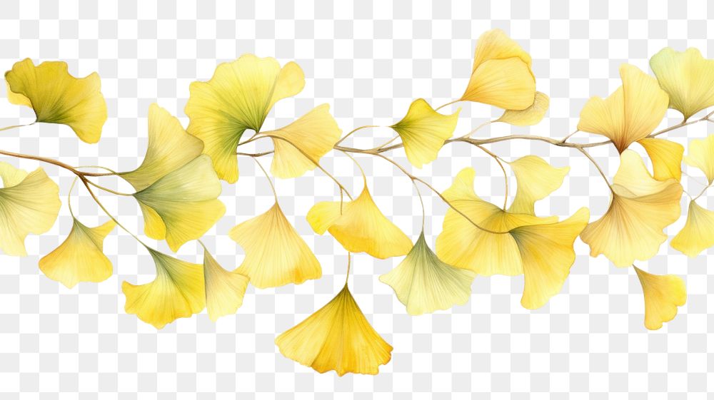 PNG Ginkgo leaves nature flower plant. AI generated Image by rawpixel.