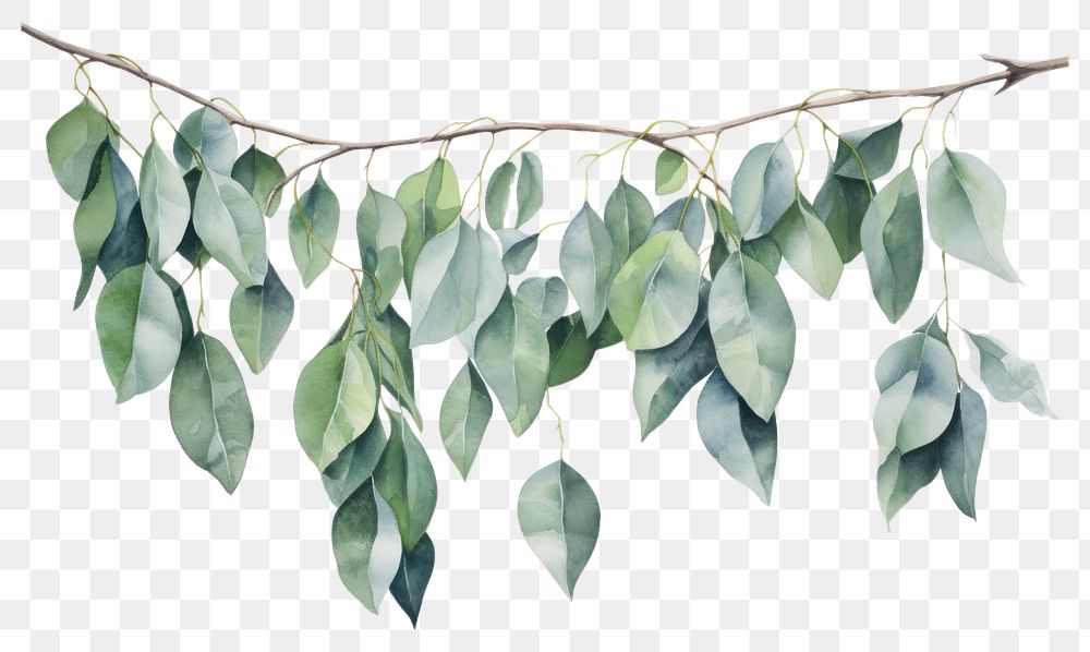 PNG Eucalyptus leaves hanging nature plant