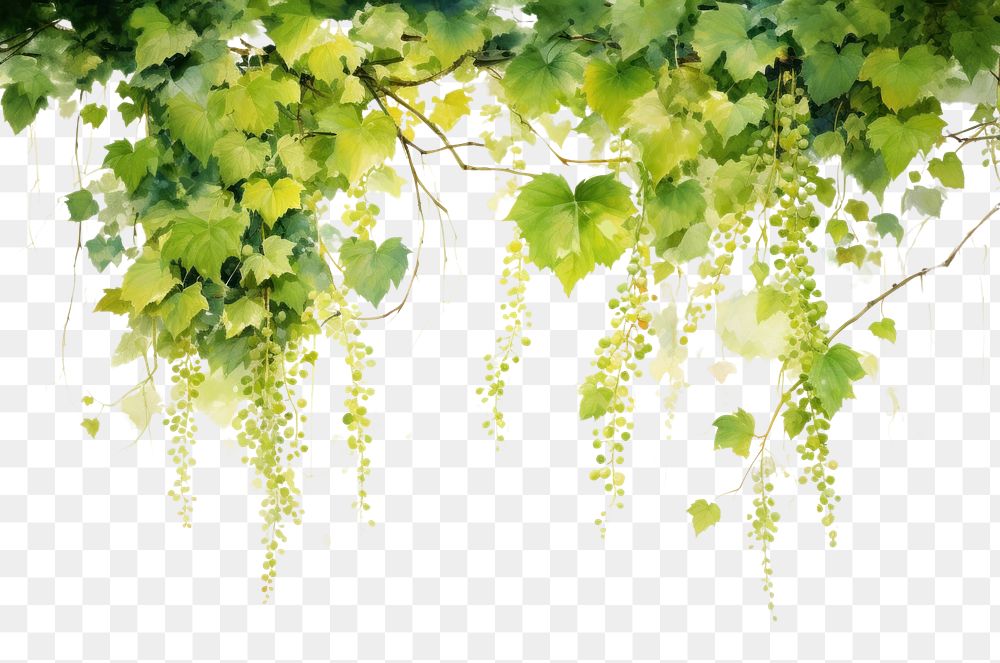 PNG Vine backgrounds hanging nature. AI generated Image by rawpixel.