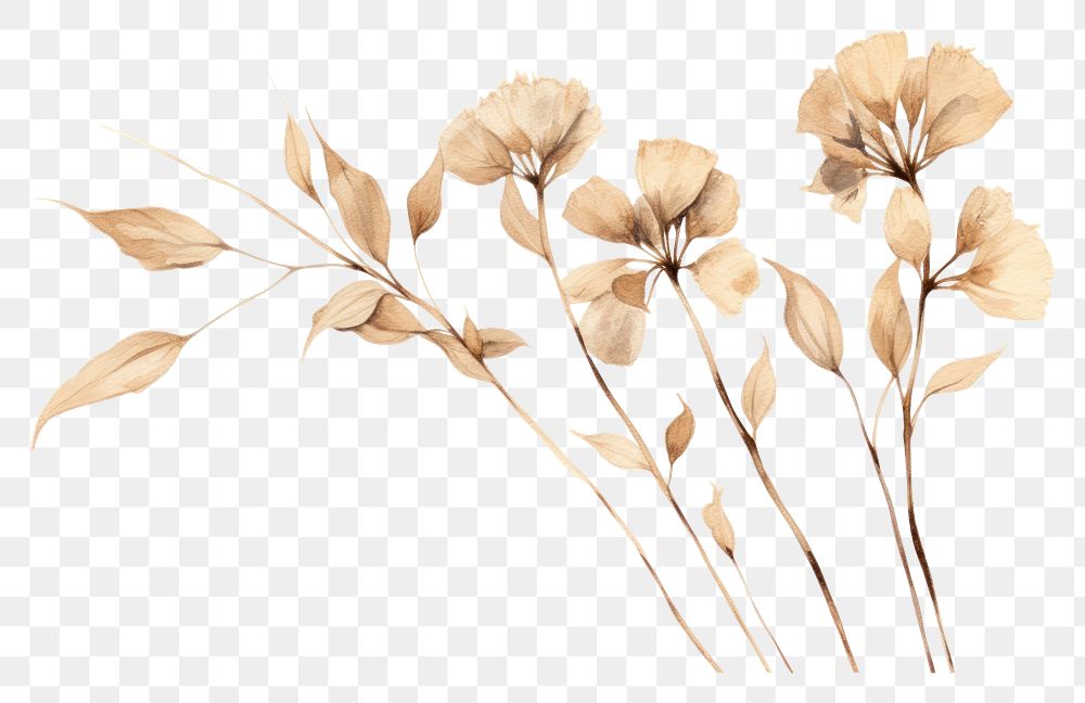 PNG Dried flower sketch plant inflorescence. AI generated Image by rawpixel.