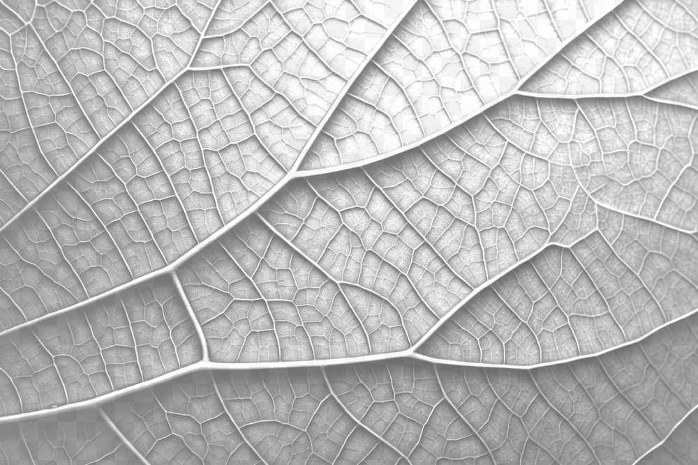 PNG Leaf texture plant macro photography backgrounds. AI generated Image by rawpixel.