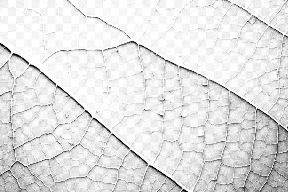 PNG Full frame close up of leaf texture outdoors plant macro photography. AI generated Image by rawpixel.