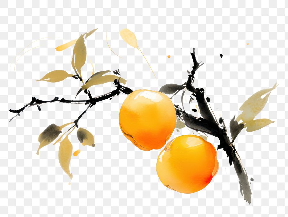 PNG Chinese Persimmon fruit grapefruit painting orange. AI generated Image by rawpixel.