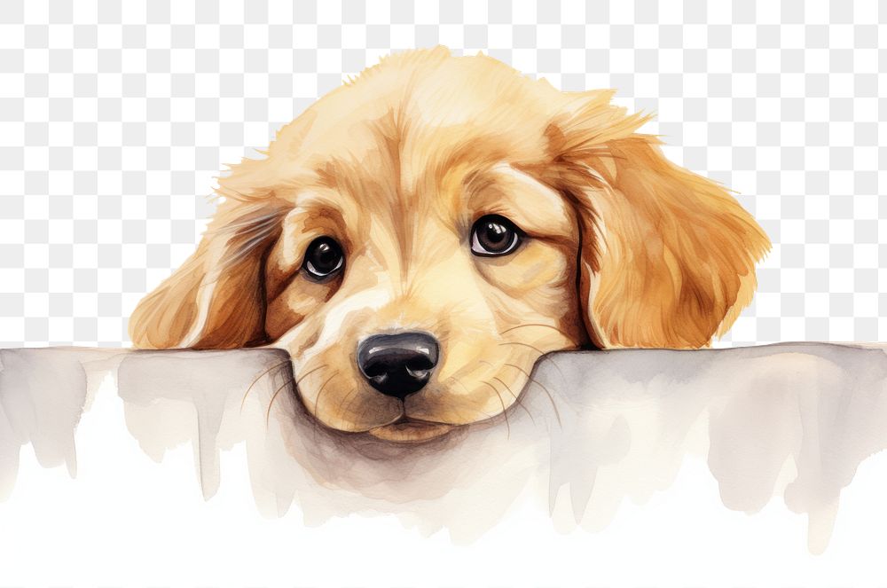 PNG Baby Golden Retriever retriever mammal animal. AI generated Image by rawpixel.