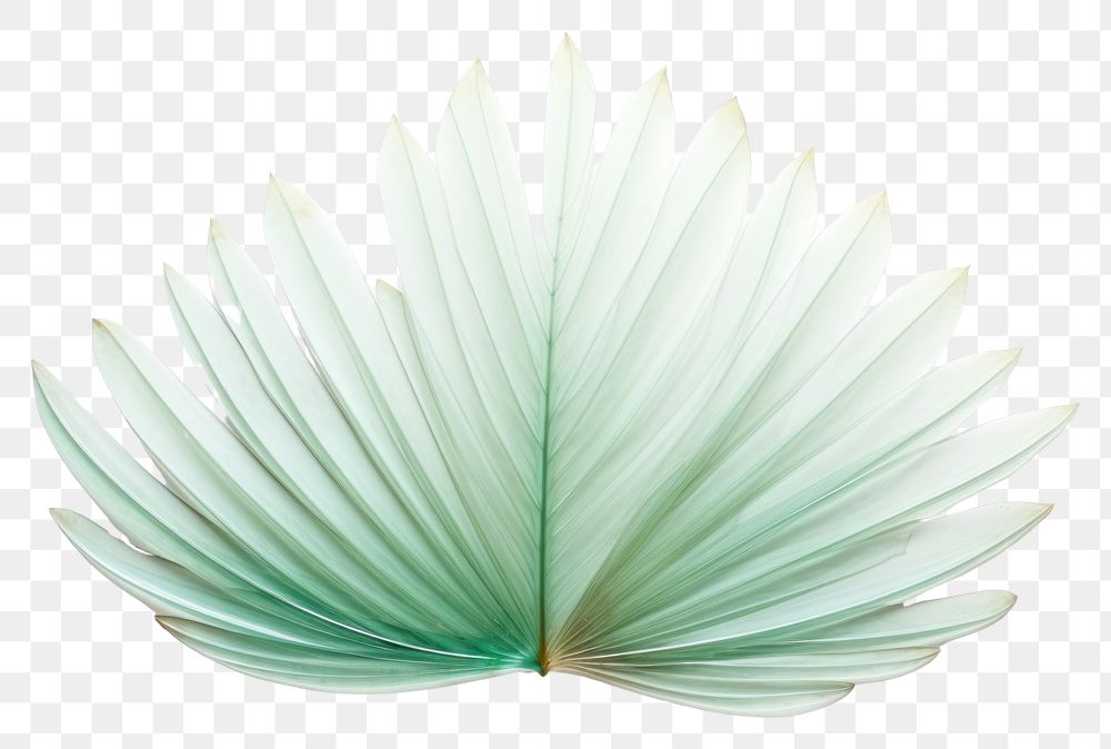 PNG Palm leaf plant art white background. AI generated Image by rawpixel.