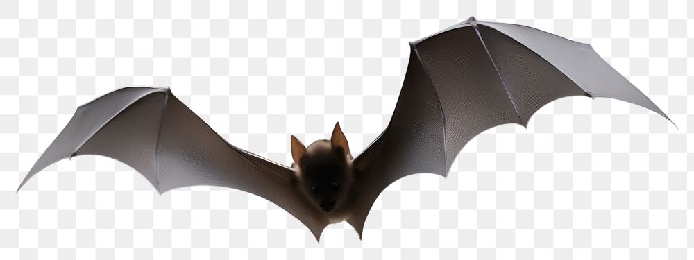 PNG  Bat fog effect animal black black background. AI generated Image by rawpixel.