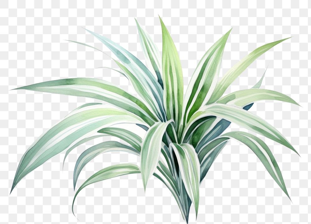 PNG Leaf plant backgrounds white background. AI generated Image by rawpixel.