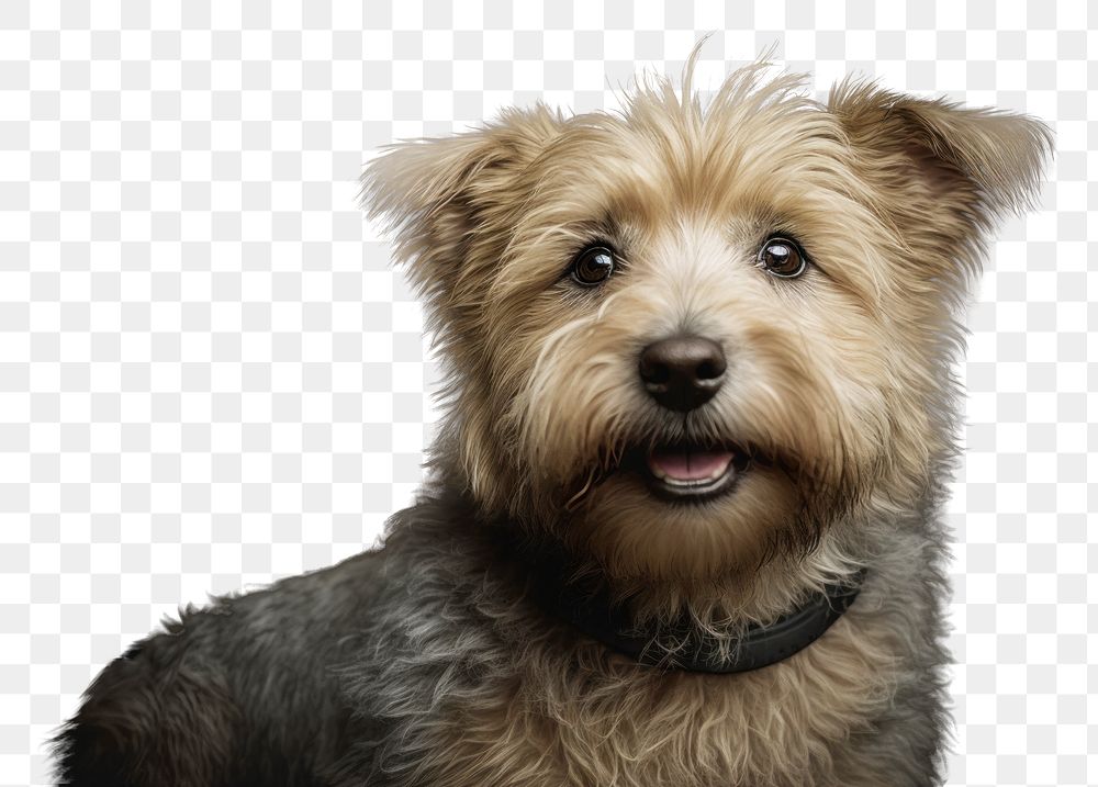 PNG Happy norfolk terrier portrait mammal animal. AI generated Image by rawpixel.