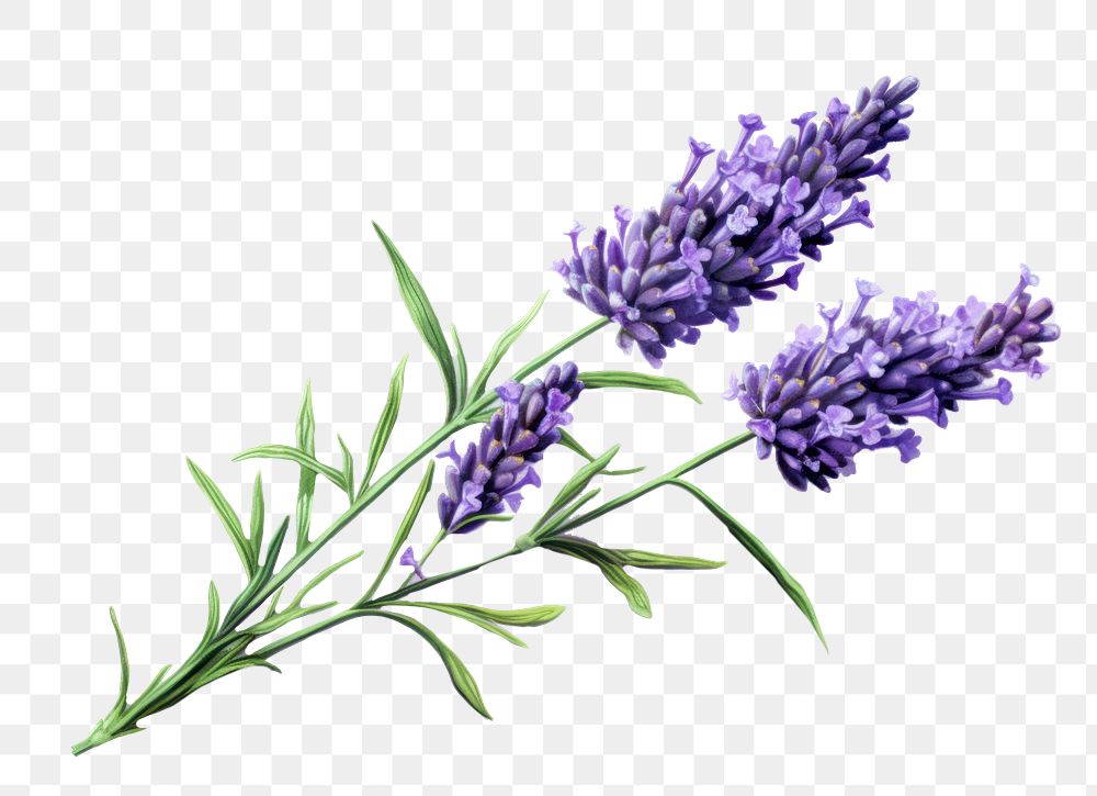PNG Lavender flower plant white background. AI generated Image by rawpixel.