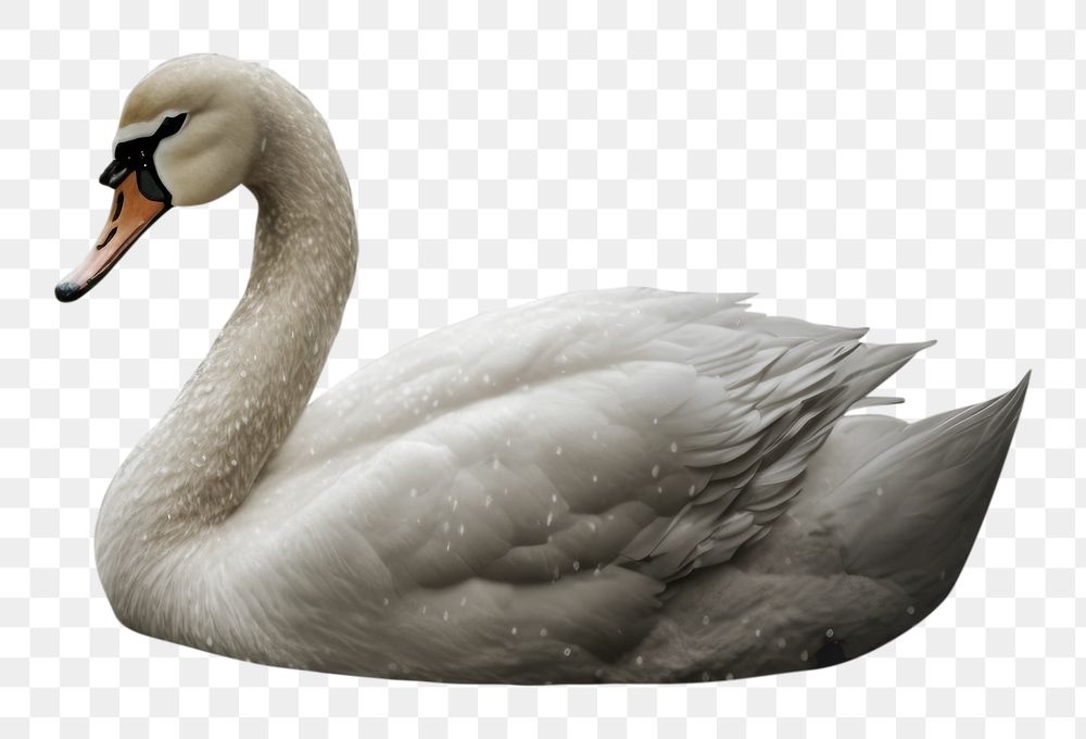 PNG Swan outdoors animal nature. AI generated Image by rawpixel.