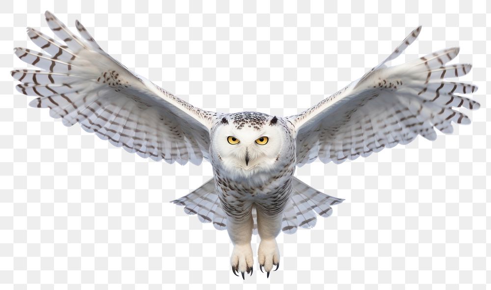 PNG Snowy owl animal bird white background. AI generated Image by rawpixel.
