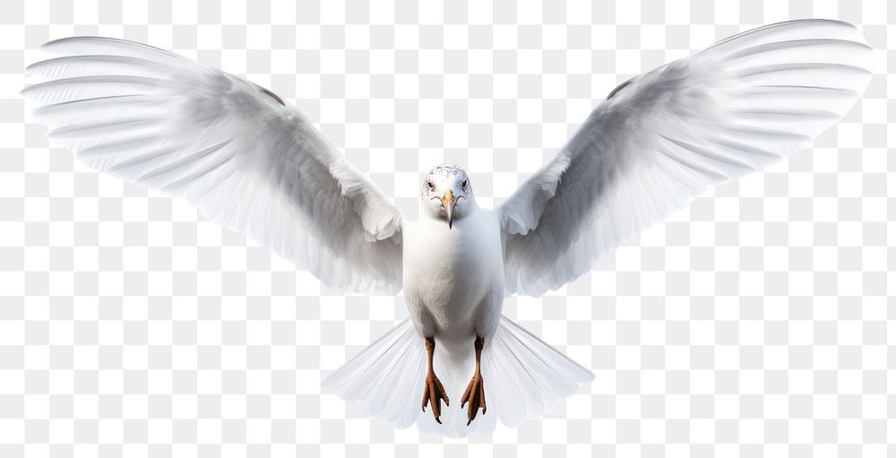 PNG Seagull flying animal white bird. AI generated Image by rawpixel.