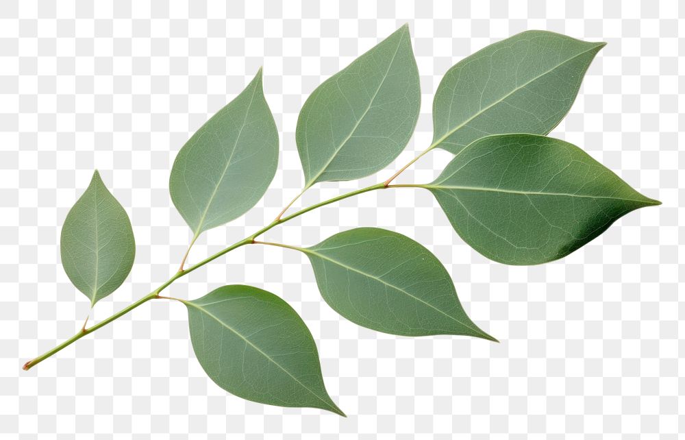 PNG Eucalyptus leaf plant tree. AI generated Image by rawpixel.