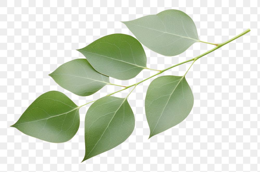 PNG Eucalyptus leaf plant white background. AI generated Image by rawpixel.
