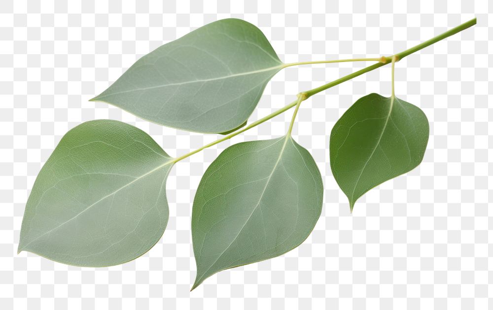 PNG Eucalyptus leaf plant white background. AI generated Image by rawpixel.