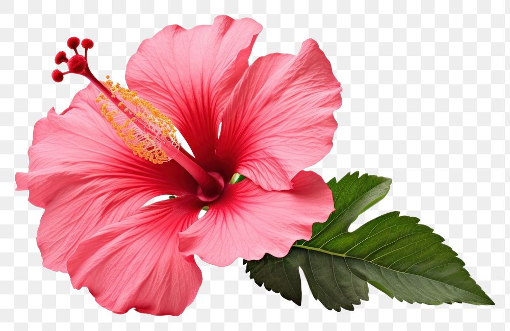 PNG Hibiscus blossom flower plant. AI generated Image by rawpixel.