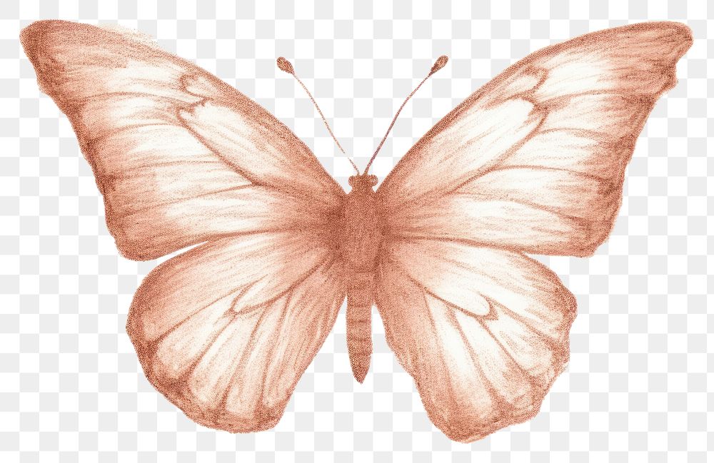 PNG Butterfly drawing sketch white background. AI generated Image by rawpixel.