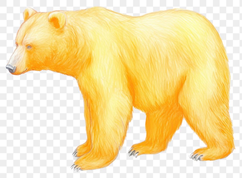 PNG Bear drawing mammal animal. AI generated Image by rawpixel.
