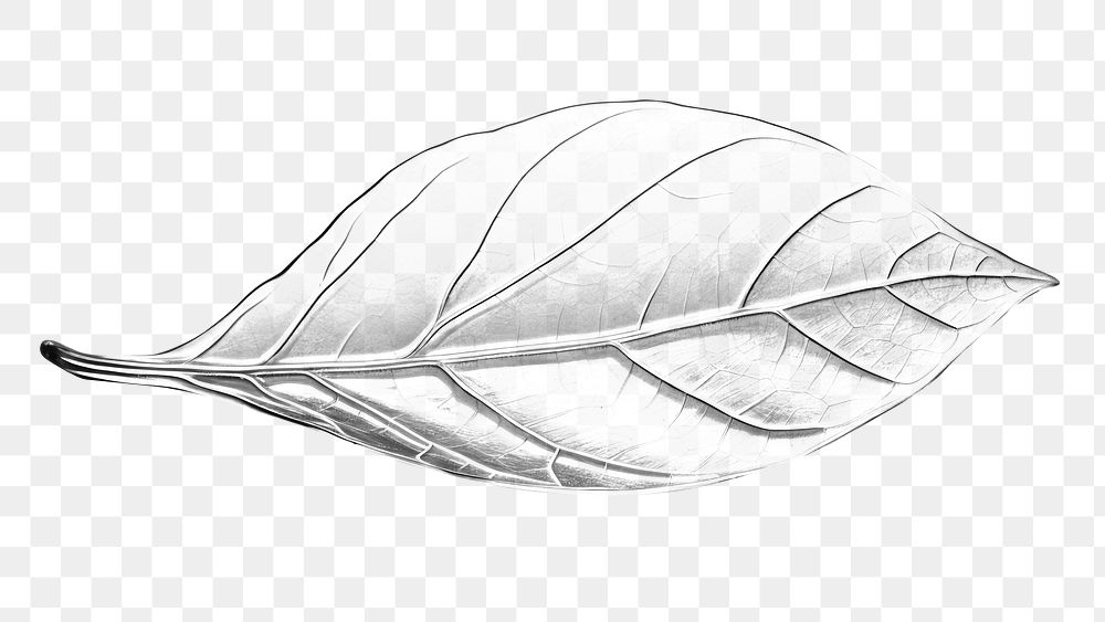 PNG Leaf white plant lightweight. AI generated Image by rawpixel.
