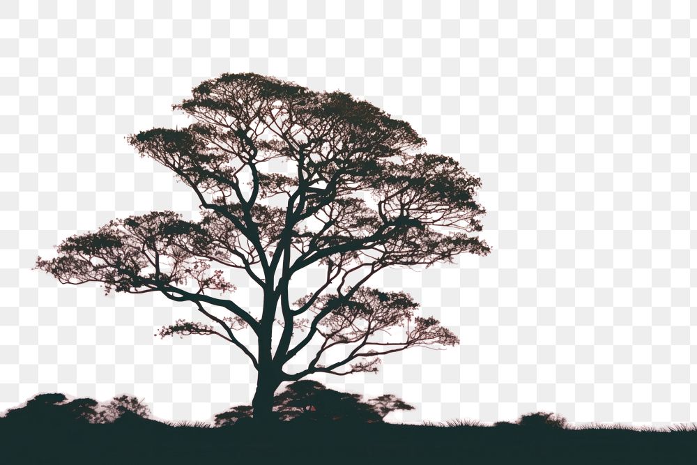 PNG Tree silhouette plant backlighting tranquility. AI generated Image by rawpixel.