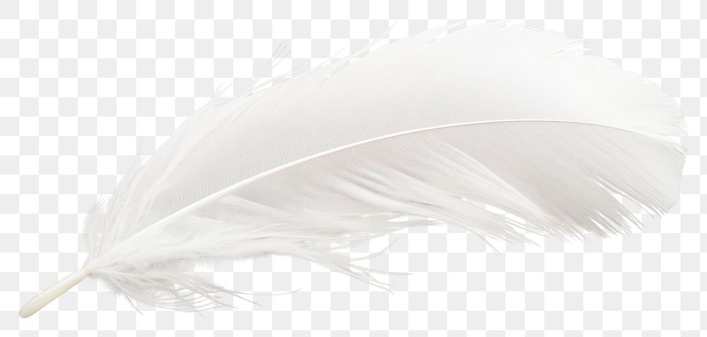PNG White feather lightweight accessories fragility. AI generated Image by rawpixel.