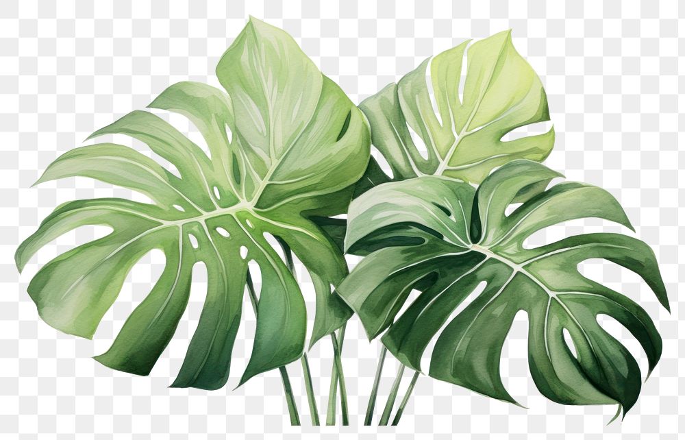 PNG Monstera leaves nature plant leaf. AI generated Image by rawpixel.
