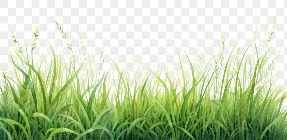 PNG Grass nature backgrounds outdoors. AI generated Image by rawpixel.
