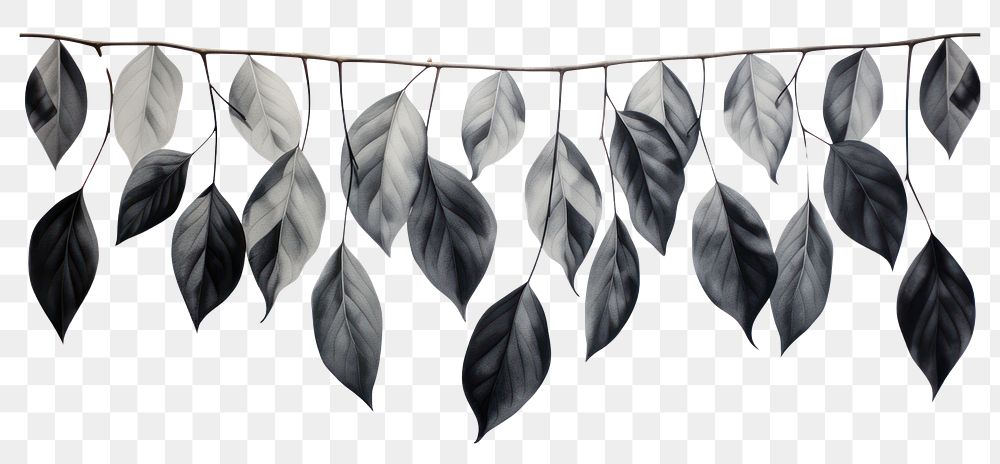 PNG Black leaves hanging plant leaf. AI generated Image by rawpixel.