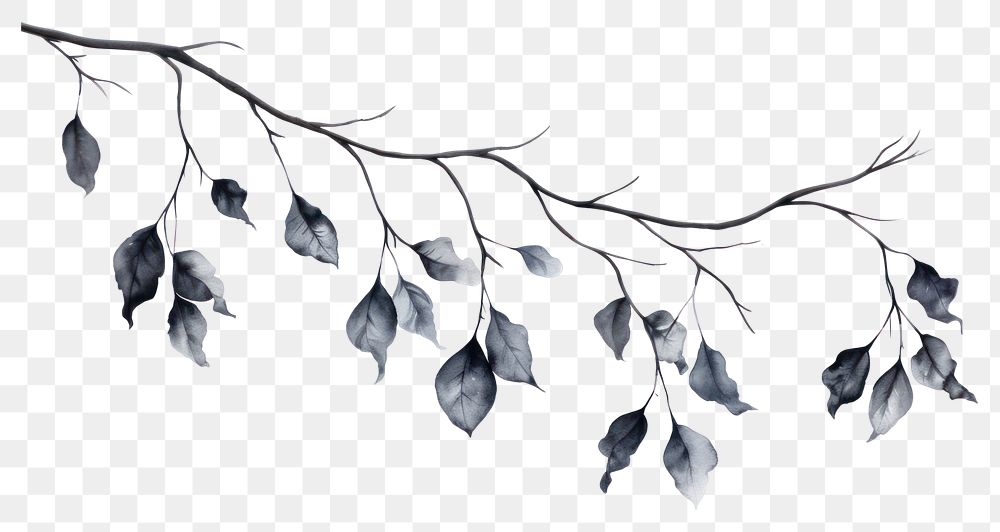 PNG Black leaves hanging nature plant. AI generated Image by rawpixel.