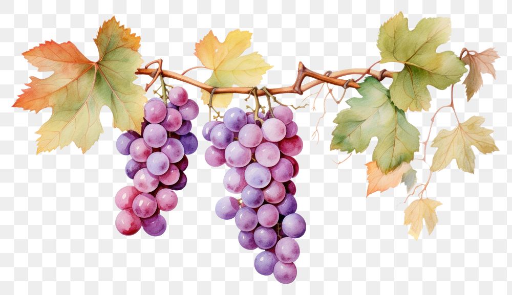 PNG Grape branch grapes hanging fruit. AI generated Image by rawpixel.