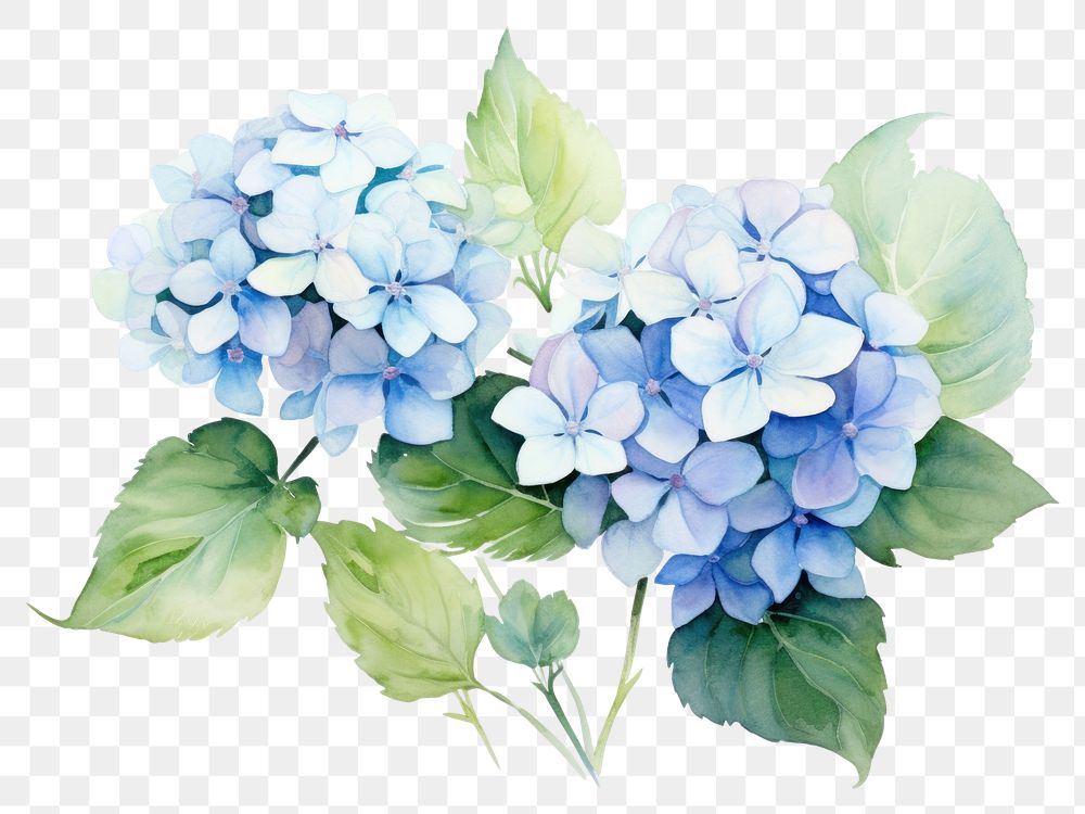 PNG Hydrangea pattern flower nature. AI generated Image by rawpixel.