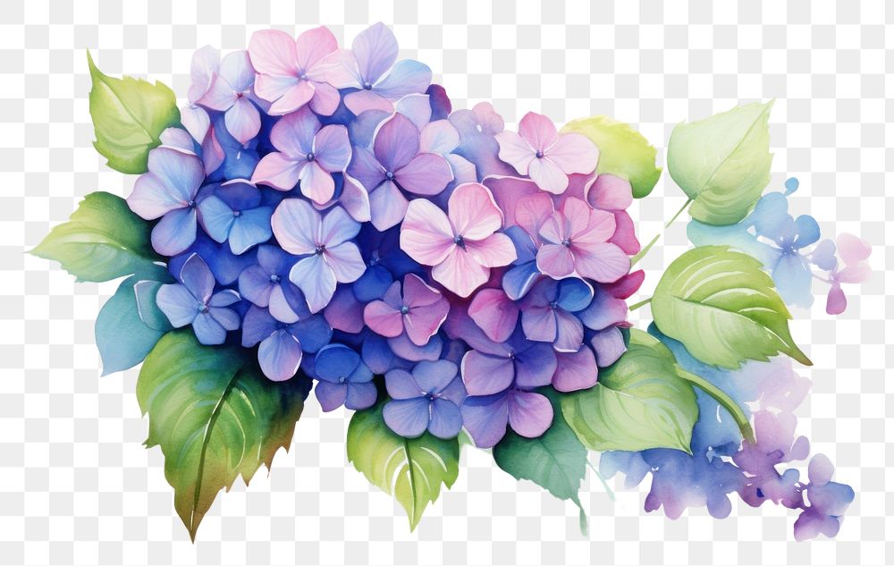 PNG Hydrangea flower nature purple. AI generated Image by rawpixel.