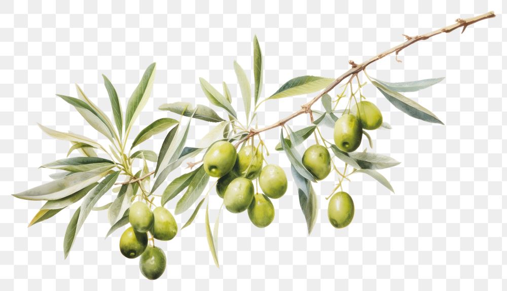 PNG Olive fruit plant food. AI generated Image by rawpixel.