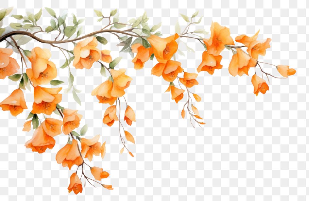 PNG Orange flowers nature plant freshness