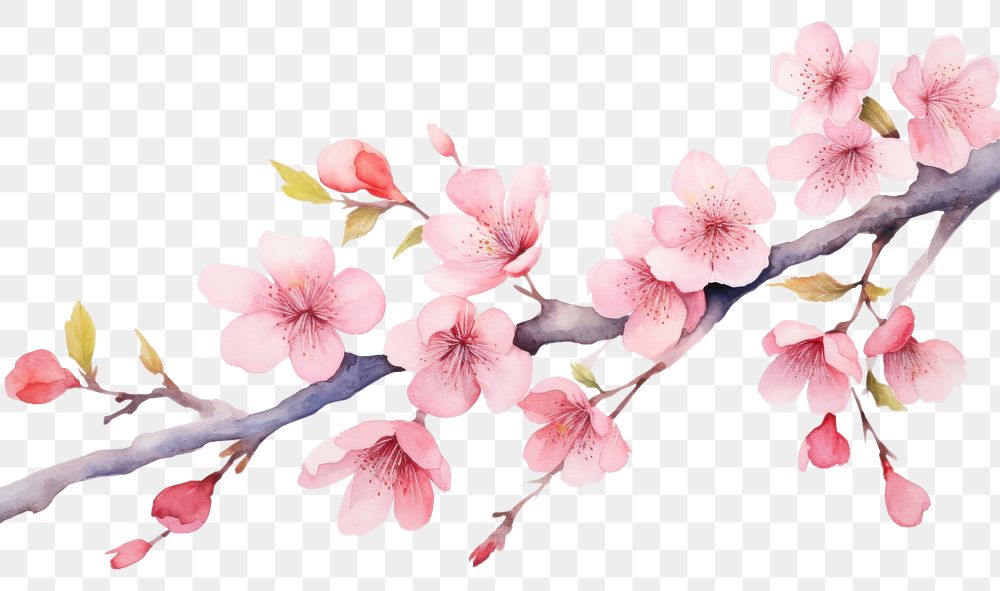 PNG Sakura blossom flower nature. AI generated Image by rawpixel.