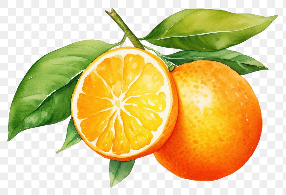 PNG Orange fruit grapefruit plant food. AI generated Image by rawpixel.