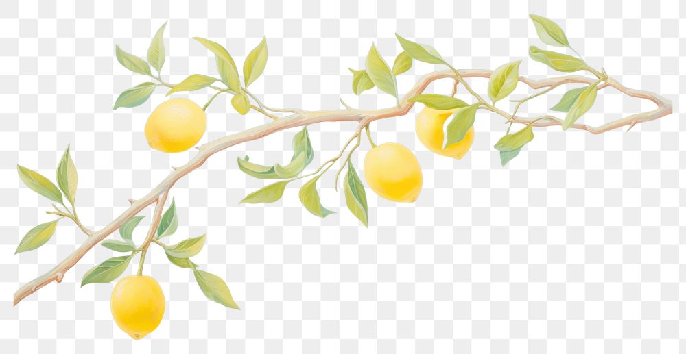 PNG Lemon branch painting plant fruit. AI generated Image by rawpixel.