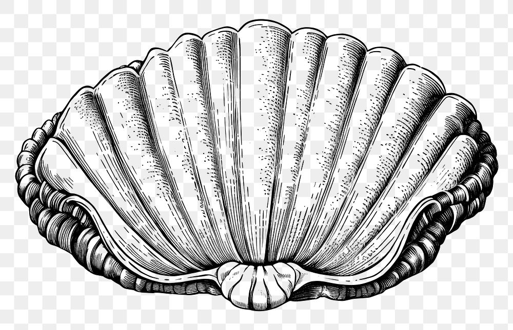 PNG Yummy scallop sketch seashell drawing. AI generated Image by rawpixel.