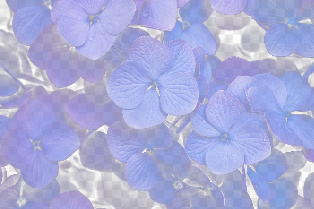 PNG Hydrangea backgrounds flower plant. AI generated Image by rawpixel.