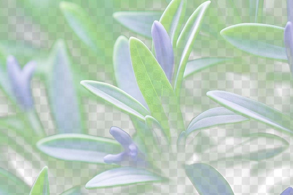 PNG Rosemary flower backgrounds outdoors. AI generated Image by rawpixel.