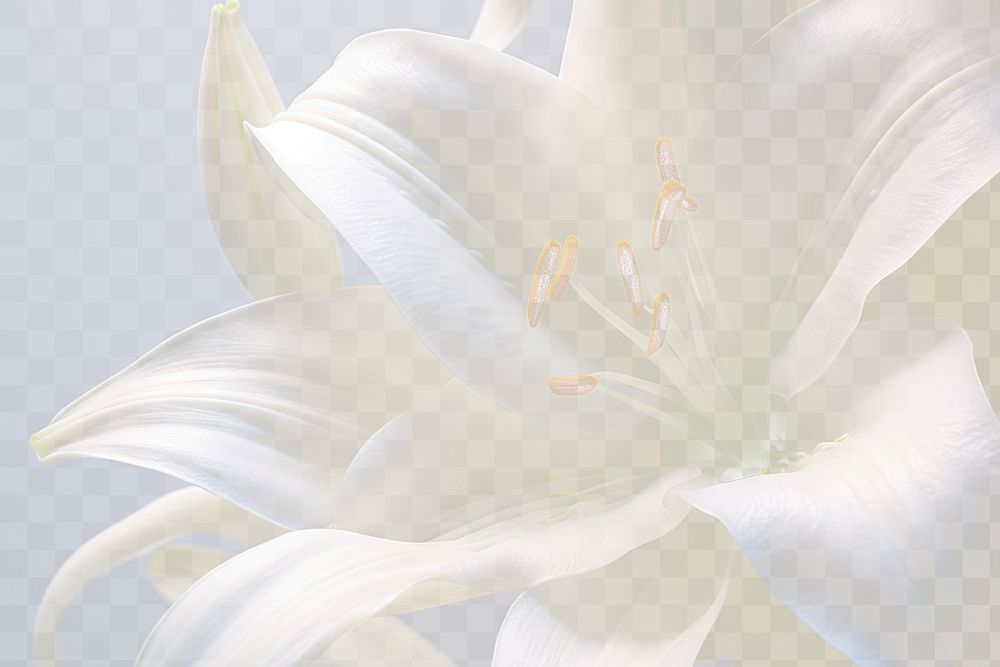 PNG White lily flower petal plant. AI generated Image by rawpixel.