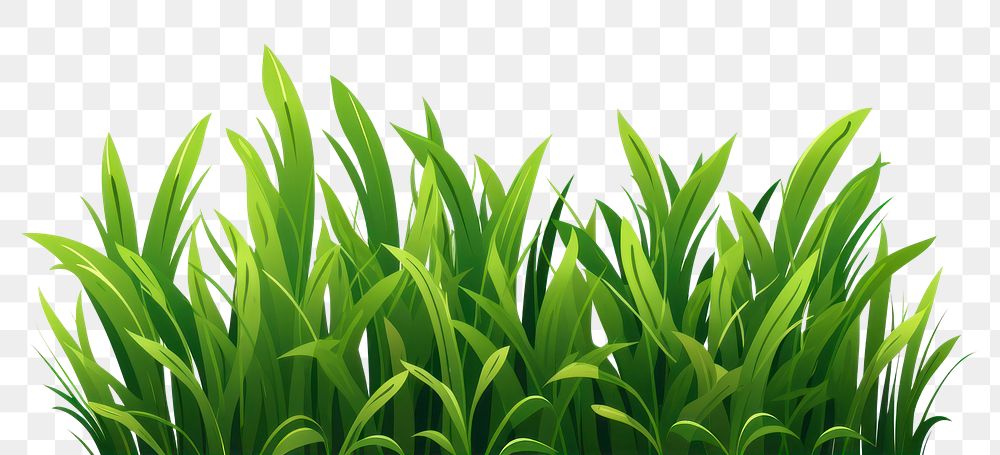 PNG Grass plant green leaf. AI generated Image by rawpixel.