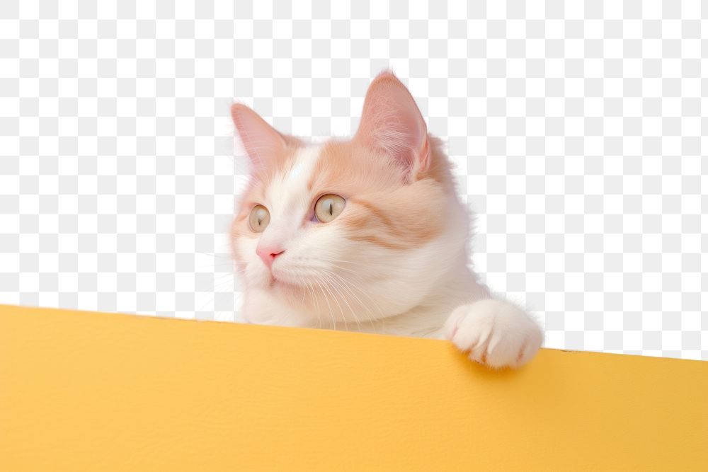 PNG  Cat animal mammal kitten. AI generated Image by rawpixel.