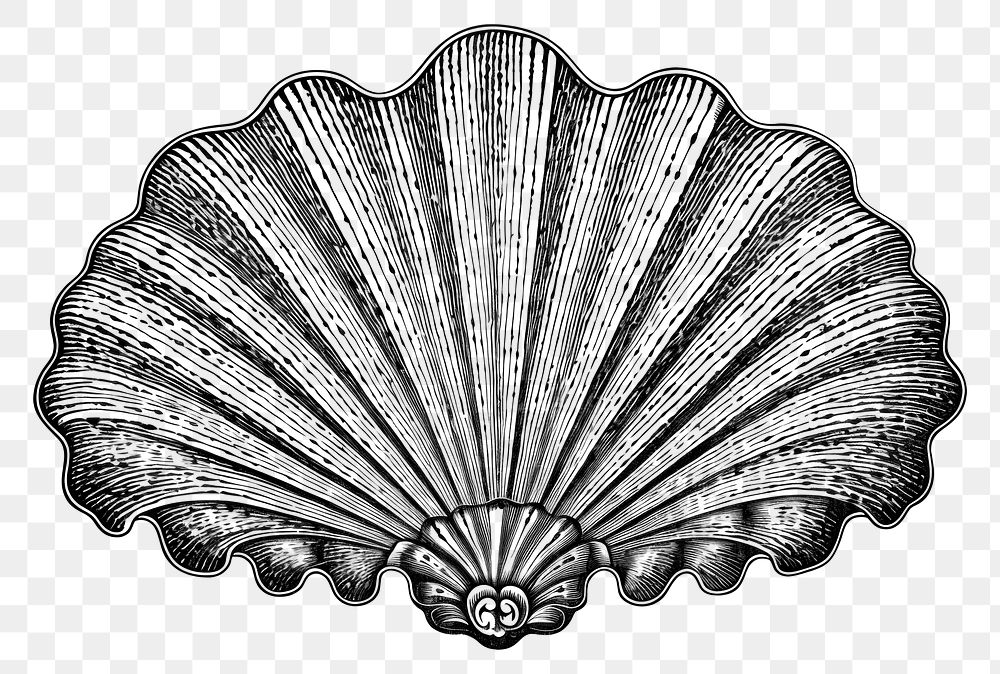 PNG Scallop sketch invertebrate creativity. AI generated Image by rawpixel.
