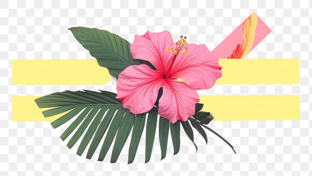 PNG Tropical flowers hibiscus plant petal. AI generated Image by rawpixel.